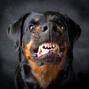 Contact a Little Rock Dog Bite Lawyer if you have been attacked or bitten by a dog.